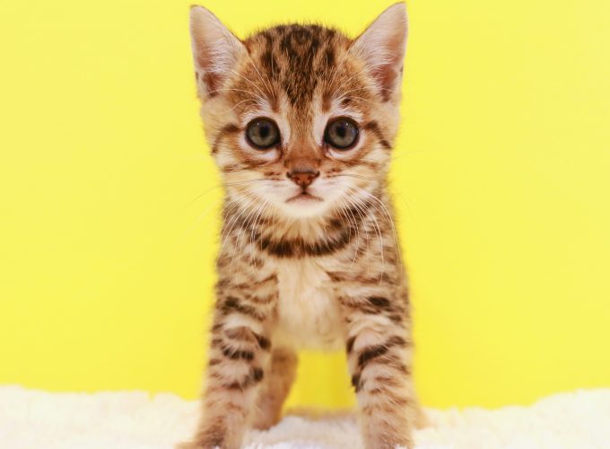 Wallpaper kitten, cat, cute, 5k, Animals 2755016734